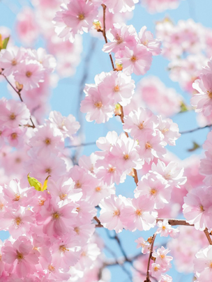 桜